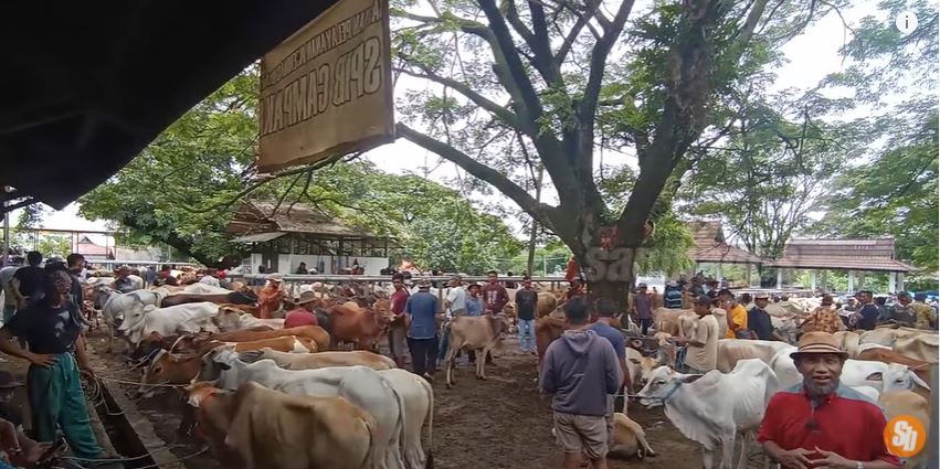 Bupati Anne: Stok Berlimpah,Ketersediaan Hewan Kurban di Purwakarta Sangat Aman