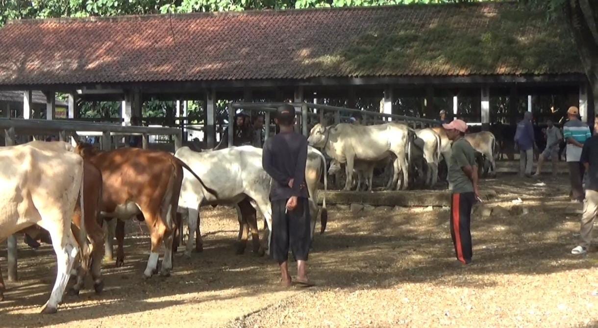 Antisipasi Penyebaran PMK, Diskanak Purwakarta Gerak Cepat