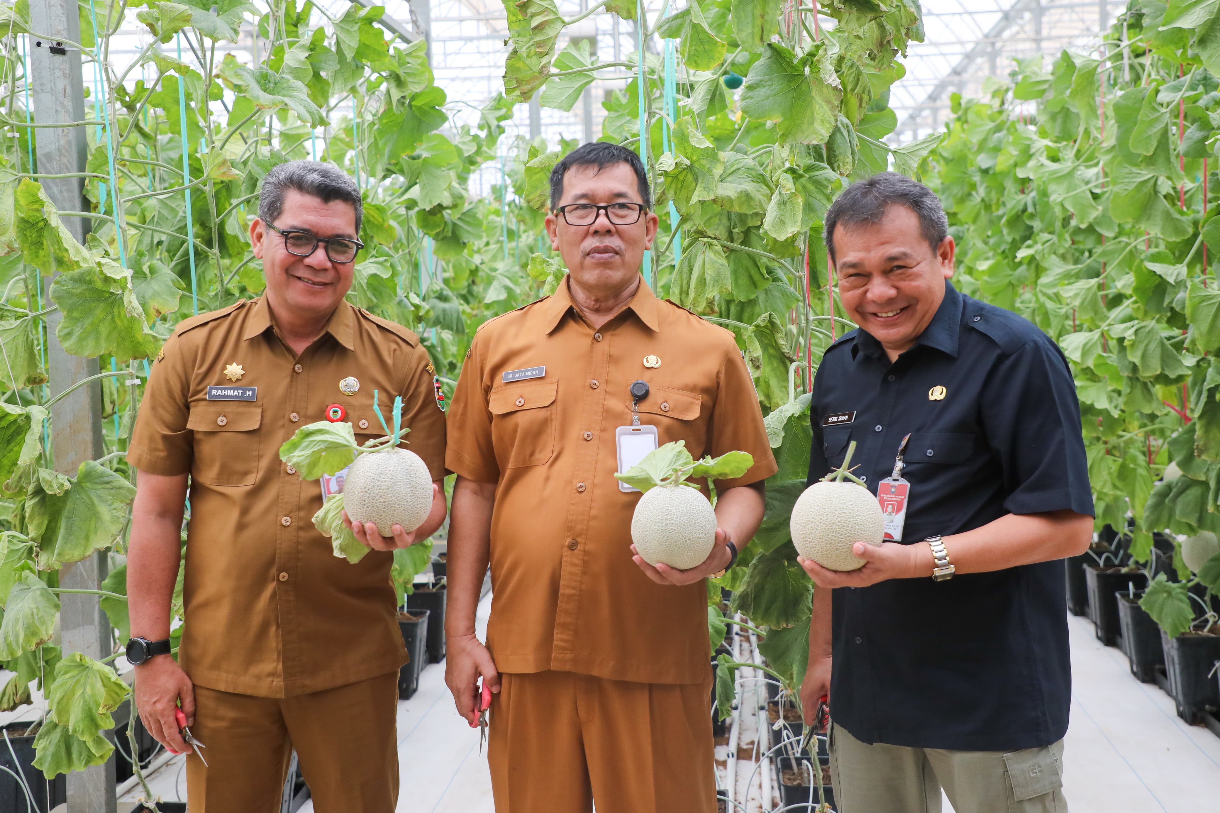 Panen Raya Melon di Purwakarta