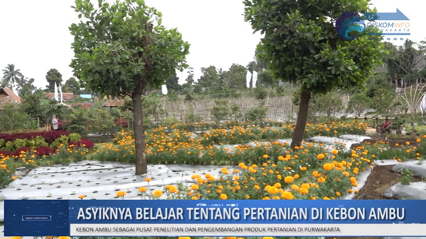 ASYIKNYA BELAJAR TENTANG PERTANIAN DI KEBON AMBU