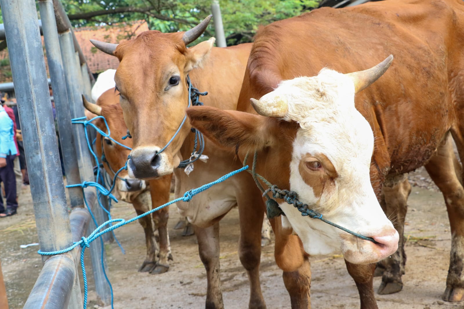 Cegah Antraks Meluas, Pemkab Purwakarta Tutup Empat Pasar Hewan Ternak