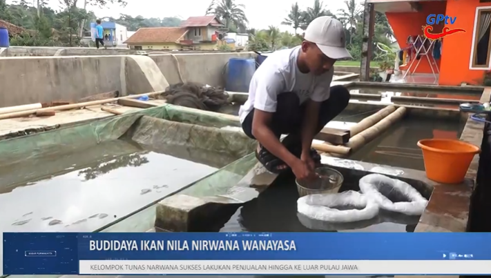 BUDIDAYA IKAN NILA NIRWANA DI PURWAKARTA