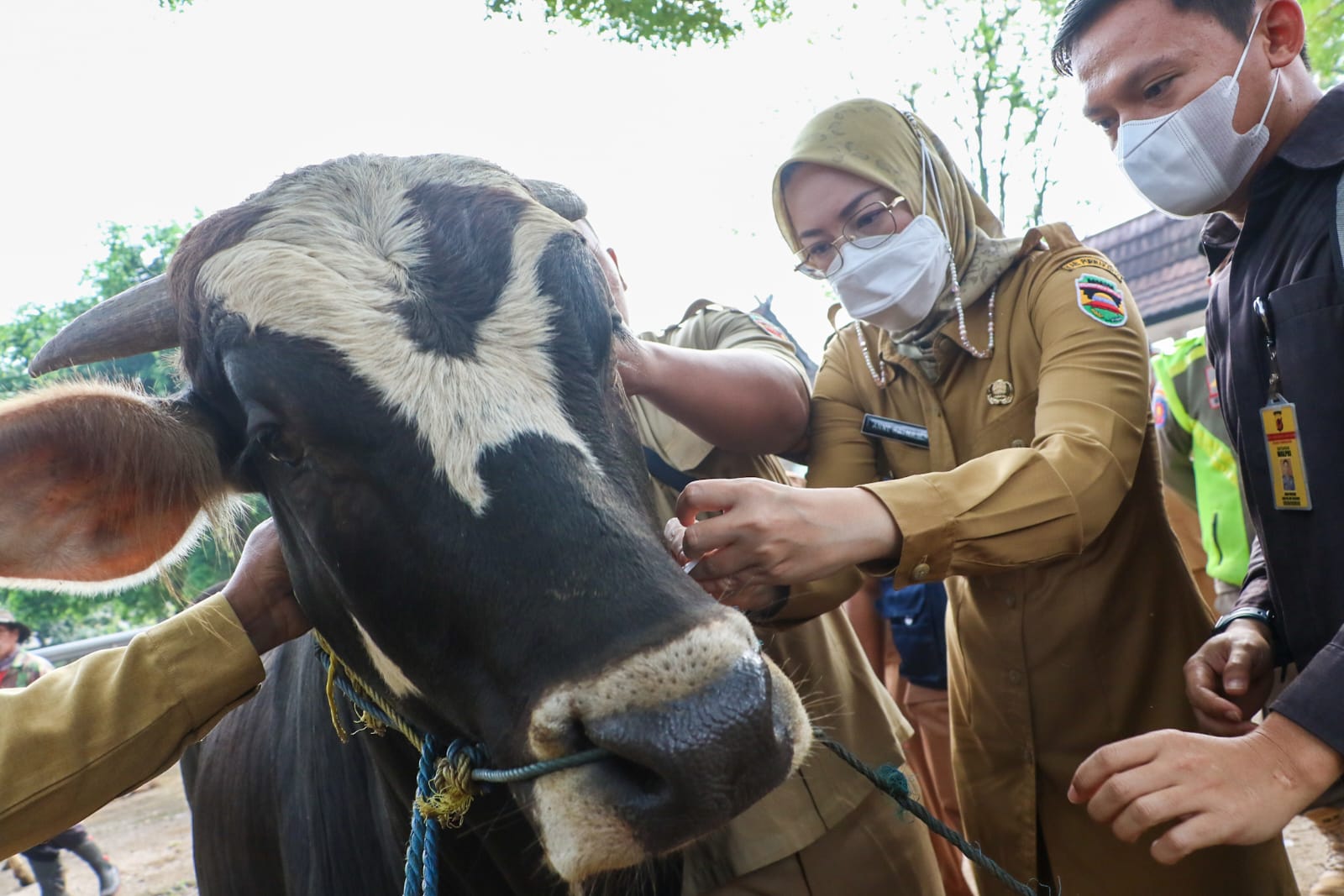 Antisipasi Penyakit Antraks, Pemkab Purwakarta Vaksinasi Ribuan Hewan Ternak