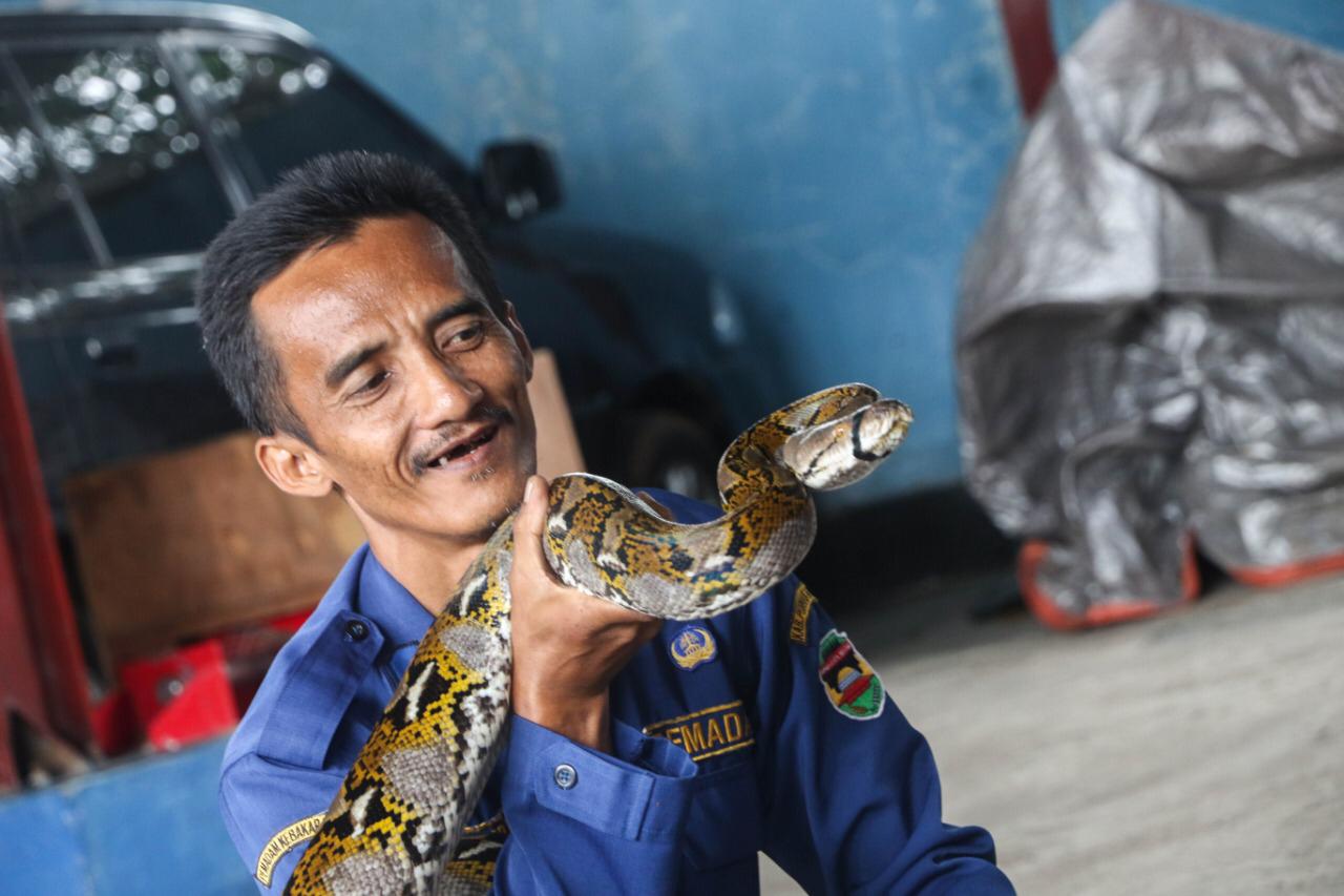 Mengenal Abah Rizal, Pawang Ular Dari Damkar Purwakarta