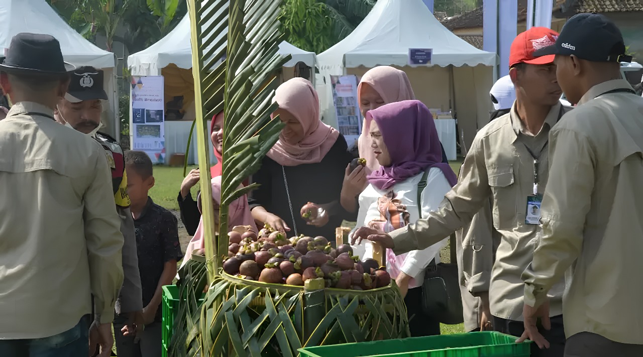 Tingkatkan Kualitas Produksi, Ribuan Hektar Lahan Perkebunan Manggis Purwakarta Disertifikasi