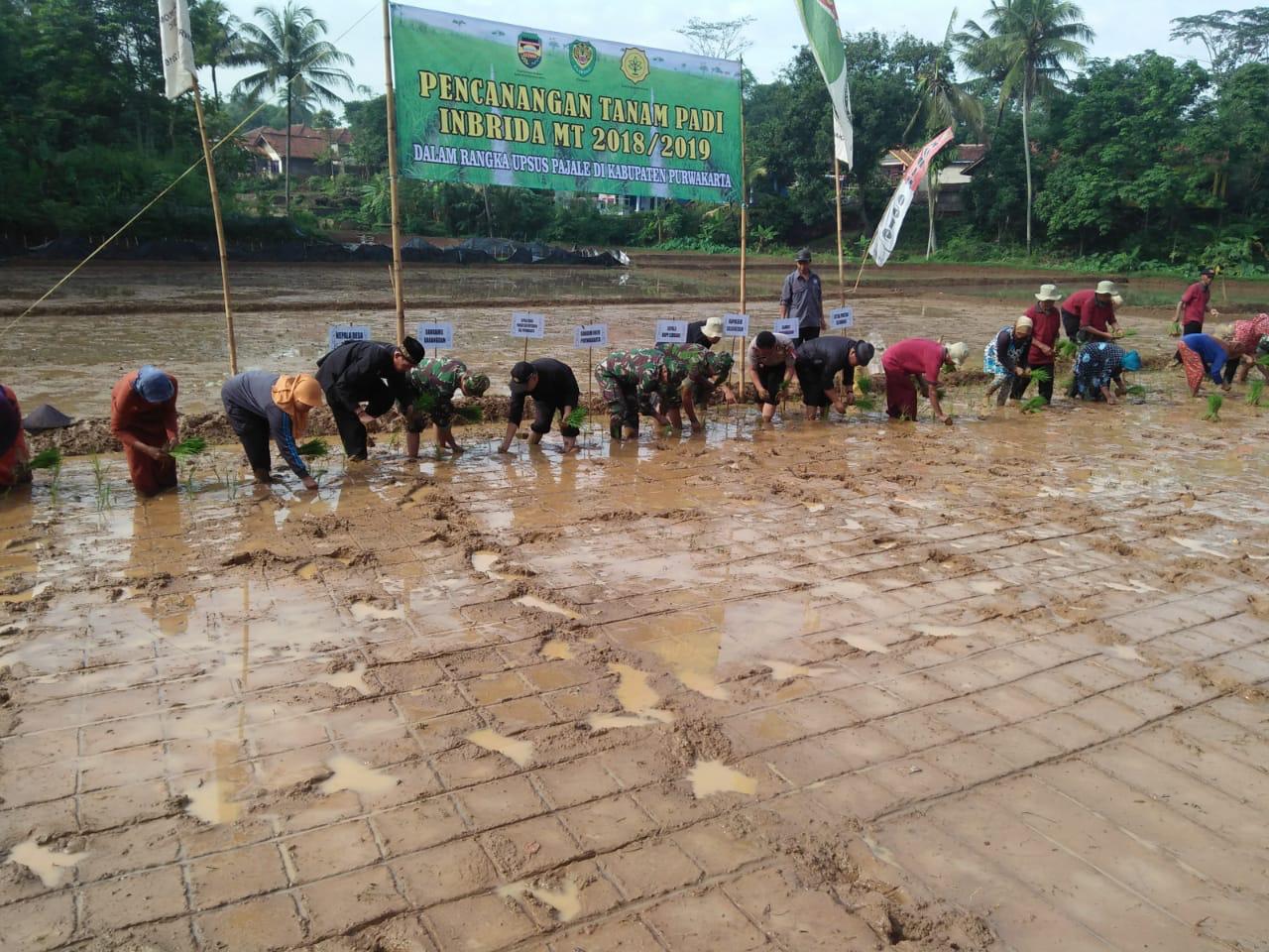 Upsus Pajale Pemkab Purwakarta