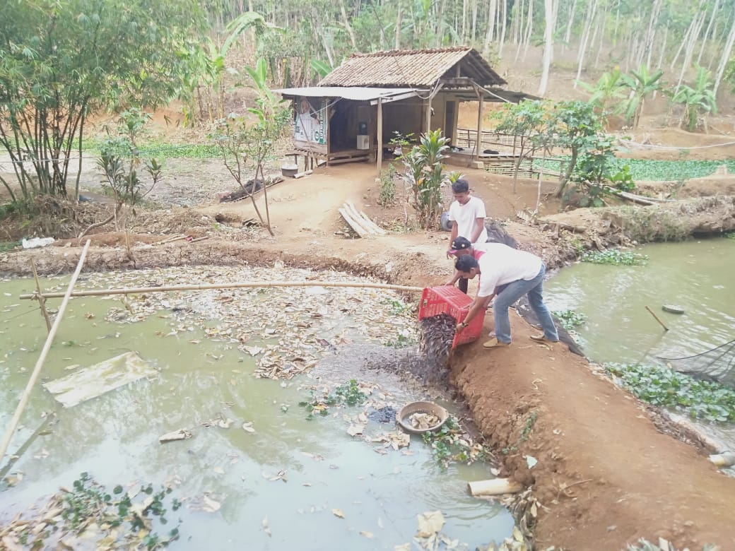 Melalui Bumdes Amanah, Desa Cipancur Berhasil Budidayakan Ternak Lele