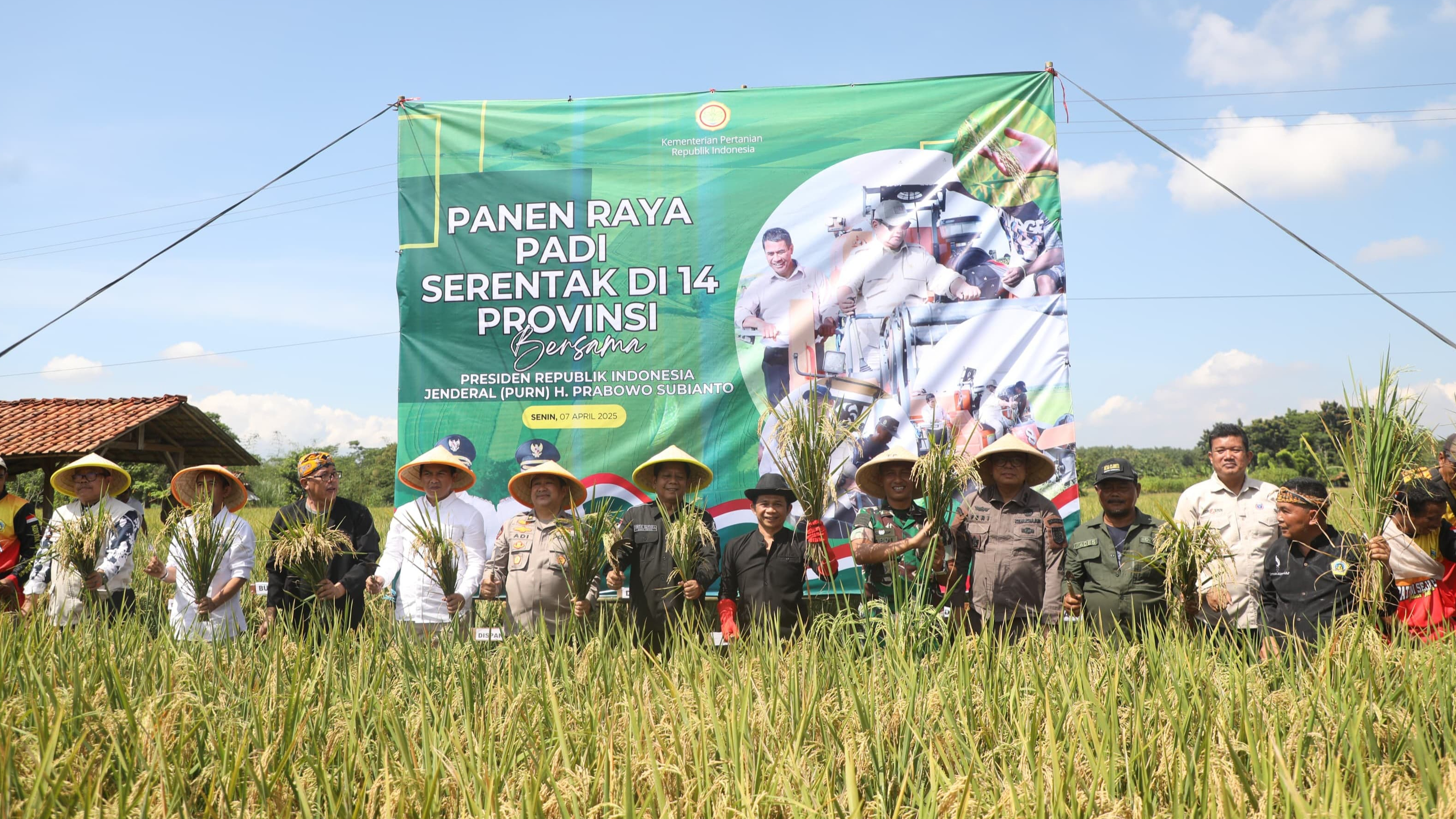 Panen Raya Padi Serentak: Simfoni Kemakmuran dan Ketahanan Pangan Nasional