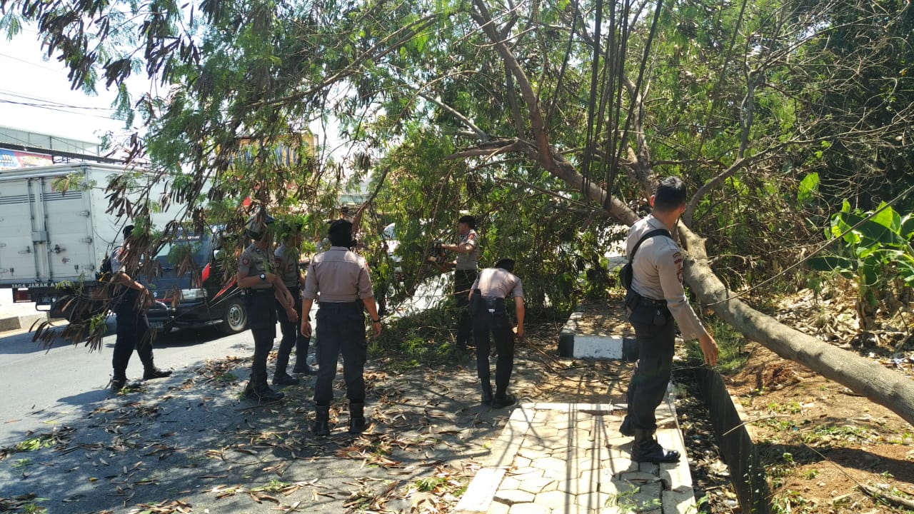 Distarkim Purwakarta Antisipasi Pohon Rawan Tumbang Di Sejumlah Titik