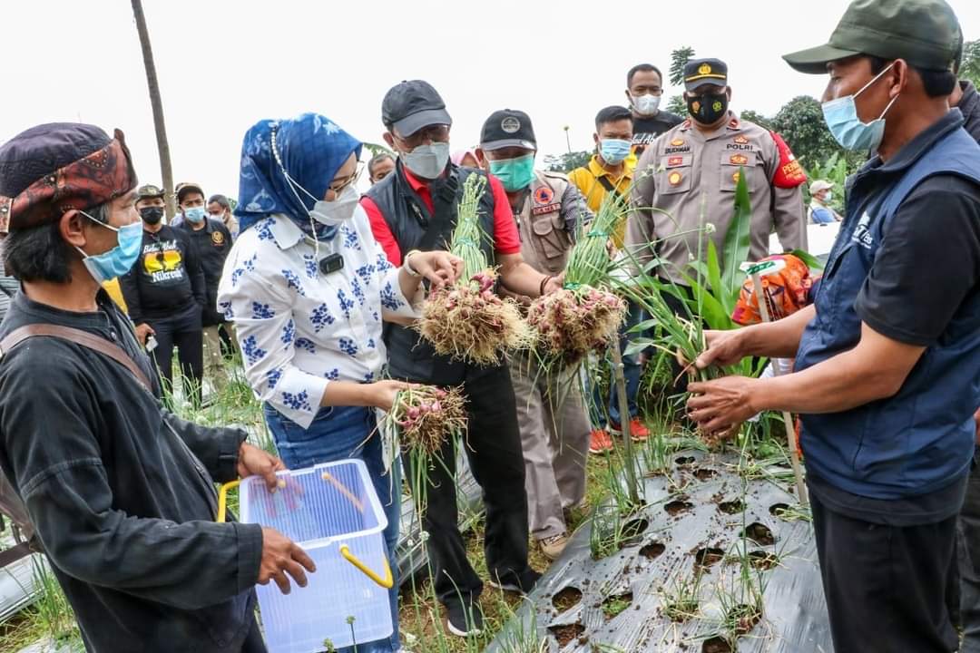 Panen Tahun Kedua, Purwakarta Banjir Bawang Merah
