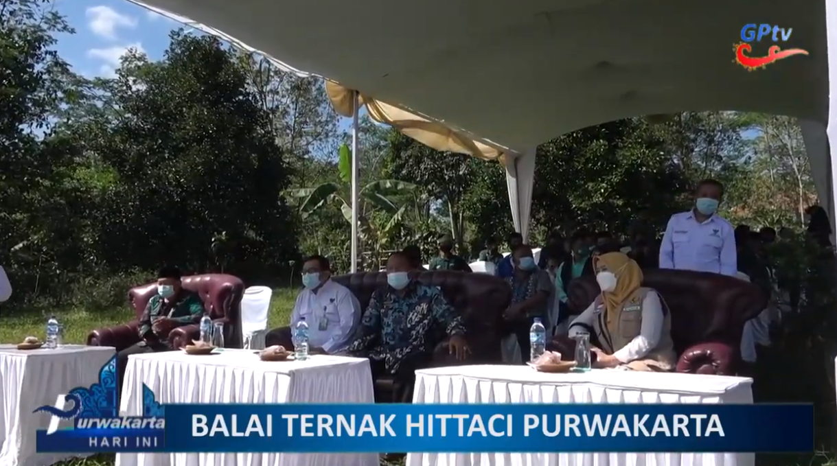 BERSAMA PEMDA PURWAKARTA BAZNAZ SALURKAN PULUHAN EKOR DOMBA UNTUK DITERNAK MASYARAKAT