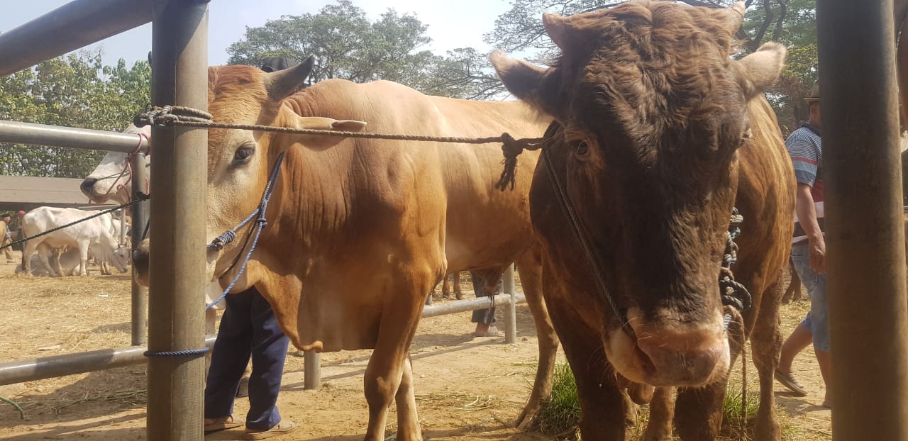 Bupati Anne Himbau Panitia Kurban Gunakan Material Ramah Lingkungan Bagikan Hewan Kurban