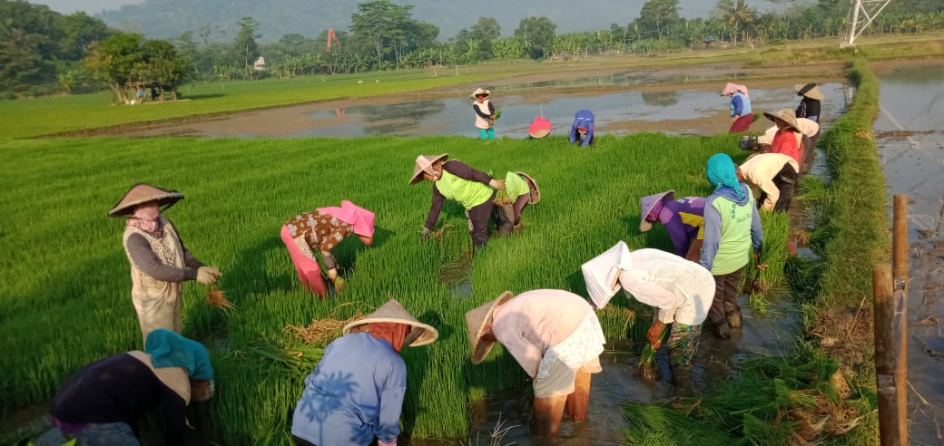 Usai Panen Raya, Pemkab Purwakarta Dorong Petani Lakukan Percepatan Masa Tanam