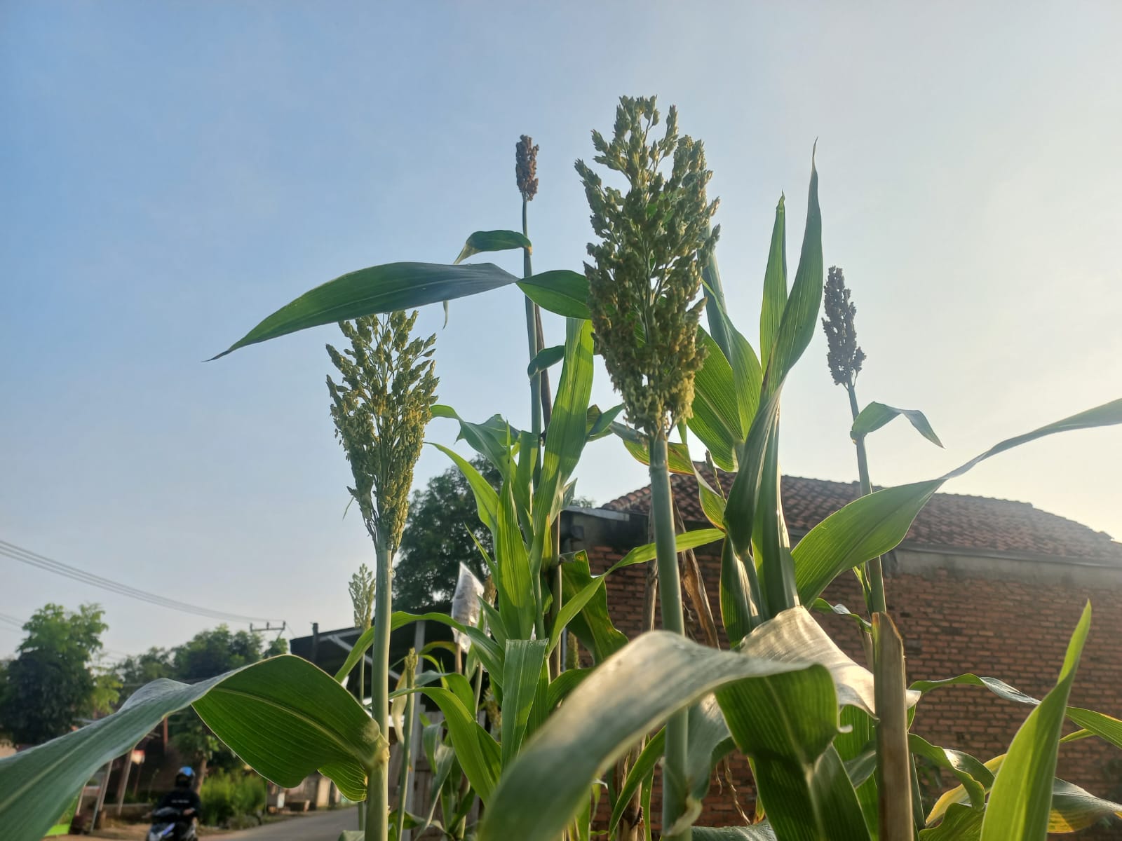 Dukung Penuh Kebijakan Presiden, Bupati Purwakarta Kembangkan Pertanian Sorgum