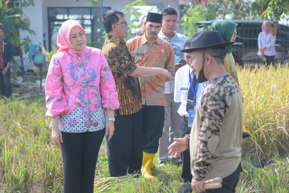 Purwakarta Sukses Panen Ribuan Ton Padi Nutri Zinc Anti Stunting