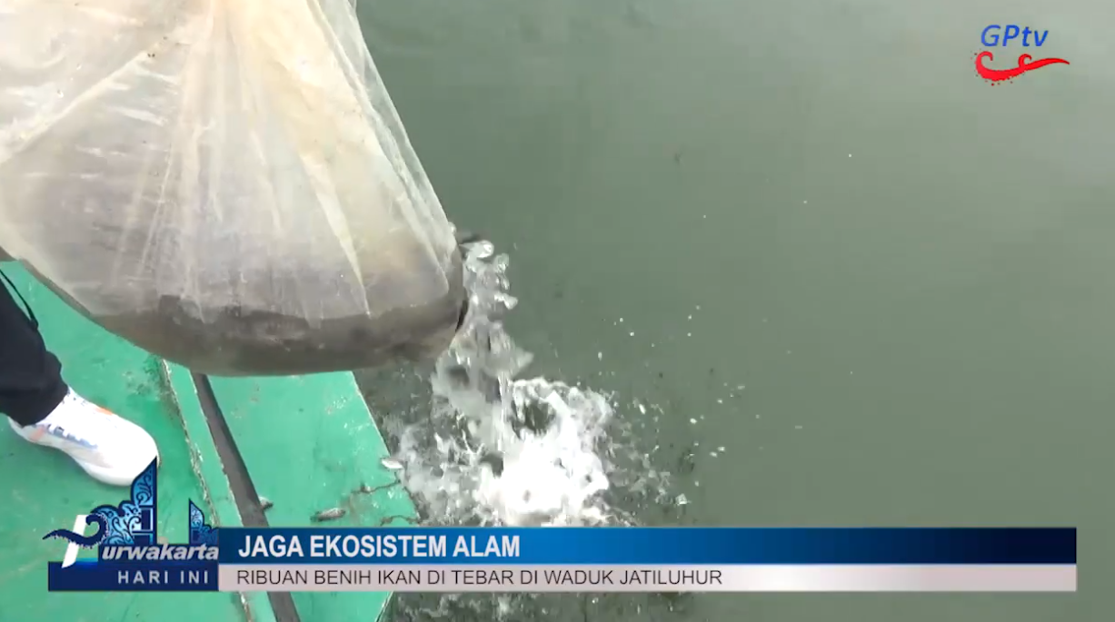 PERINGATI HARI AIR SEDUNIA, RIBUAN BENIH IKAN DITEBAR DI WADUK JATILUHUR PURWAKARTA