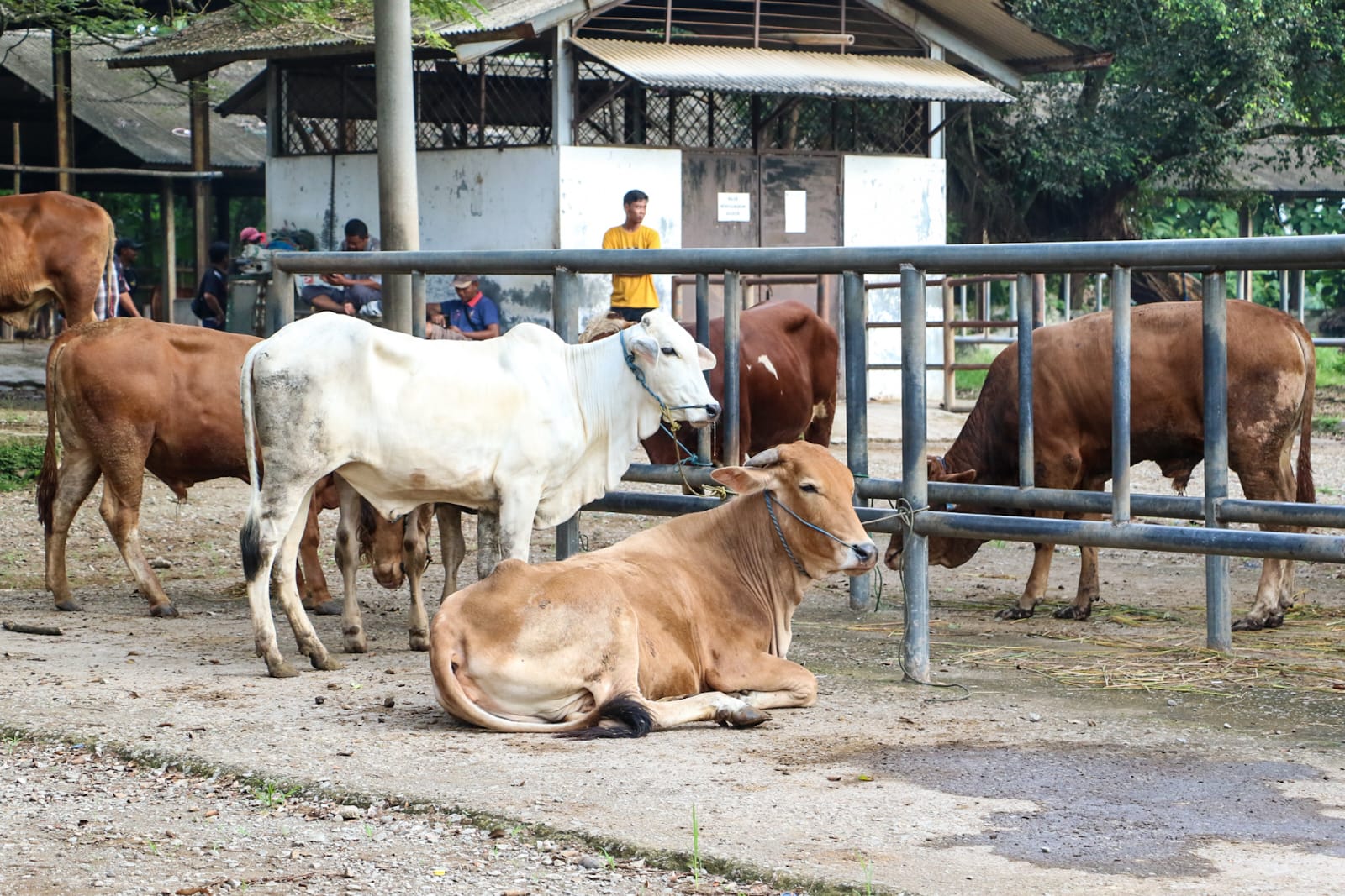 Pasca Kasus Antraks, Bupati Purwakarta Kaji Pembukaan Kembali Empat Pasar Ternak Terbesar di Jabar