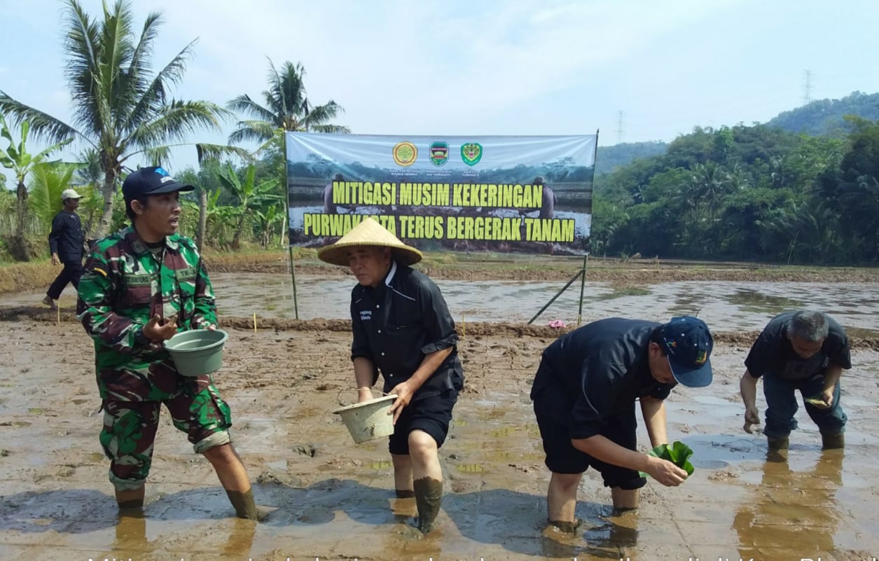 Program Tanam Padi Gowah, Strategi Pemkab Purwakarta Antisipasi Dampak Kekeringan