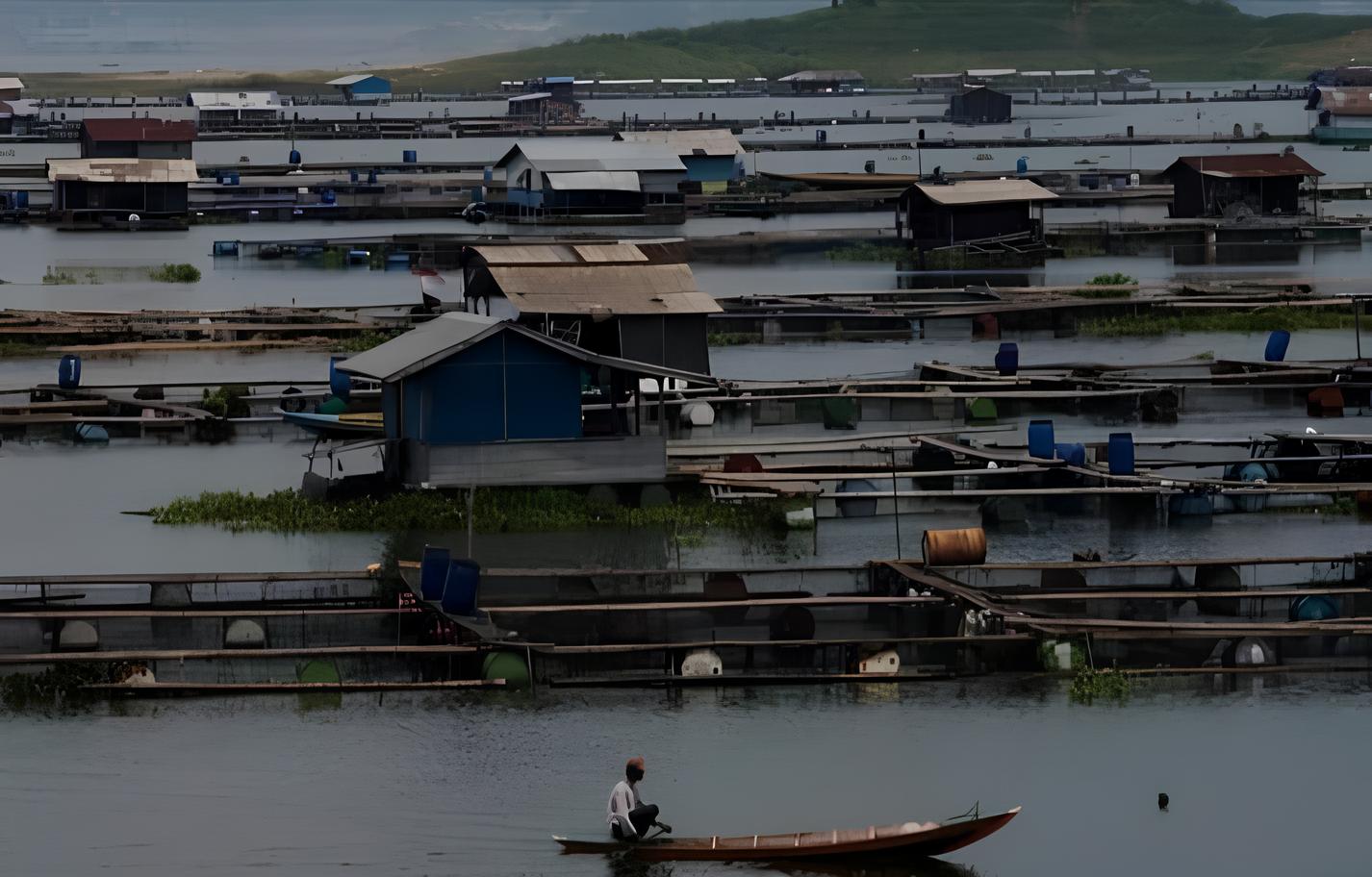 Nilai Ekonomis Sektor Perikanan Air Tawar Purwakarta Capai Ratusan Milyar Per Bulan