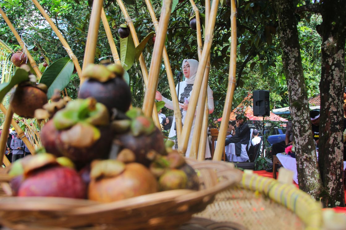 Siapkan Kebun Manggis Seluas 5 Hektar, Bupati Anne Targetkan Jadi Agrowisata
