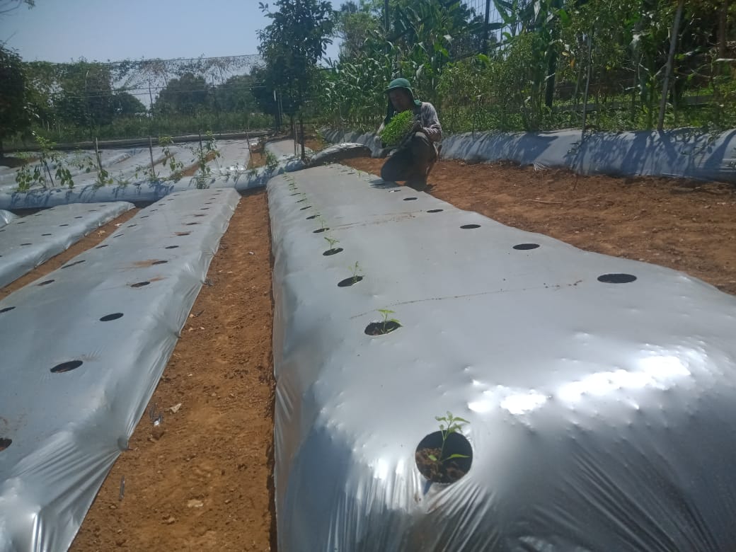 Kendalikan IPH, Pemkab Purwakarta Gelar Tanam Cabai, Bawang Merah dan Sayuran