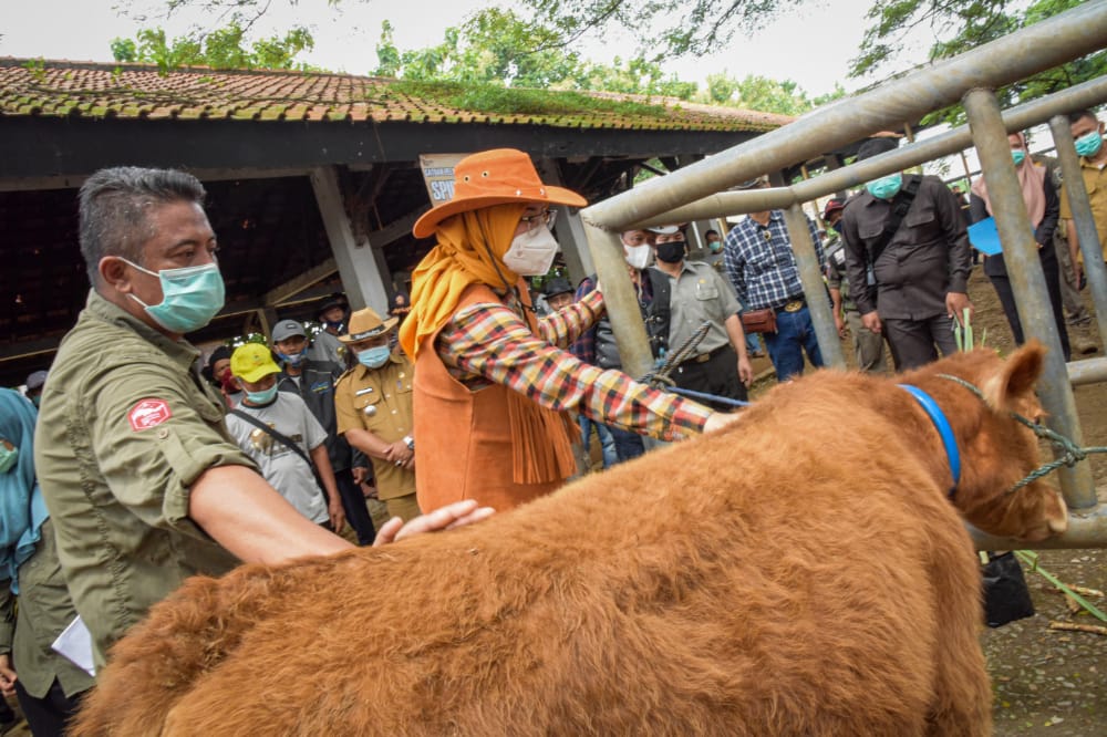 Inseminasi Buatan Dongkrak Populasi Sapi di Purwakarta