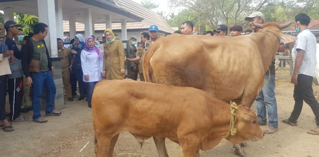 Diskanak Pastikan Hewan Ternak di Purwakarta Bebas Antraks